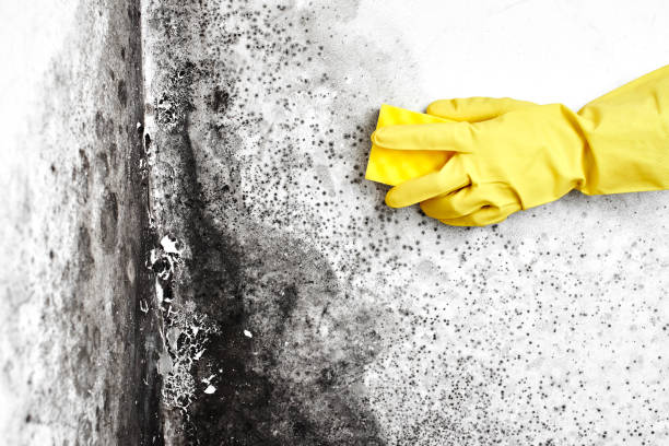 Best Commercial Mold Inspection  in Mount Sterling, IL
