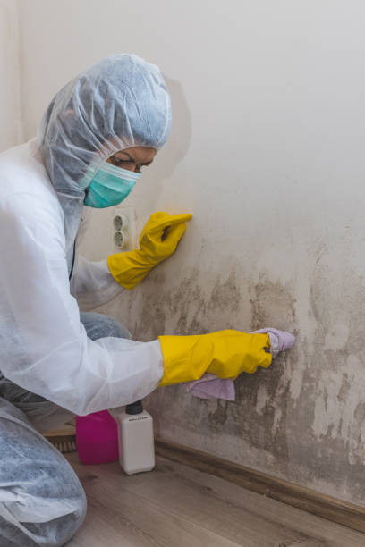 Best Industrial Mold Remediation  in Mount Sterling, IL