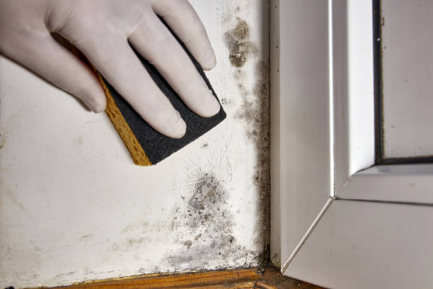 Best Mold Damage Restoration  in Mount Sterling, IL
